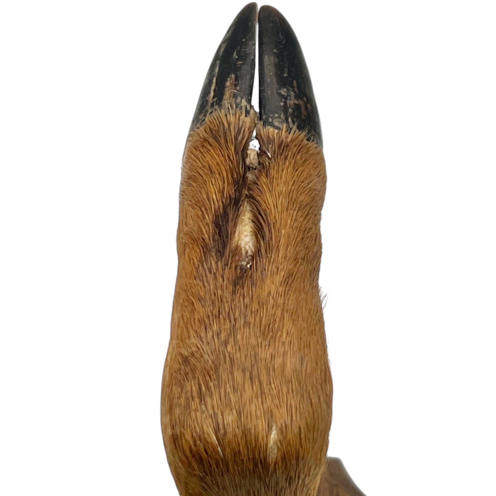 Two wooden wall-mounted deer hooves decorations on a plain wall.