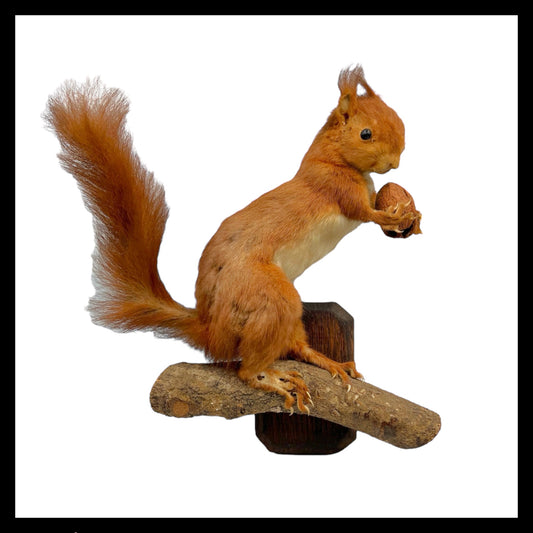 French vintage taxidermy red squirrel for sale by All Things French Store