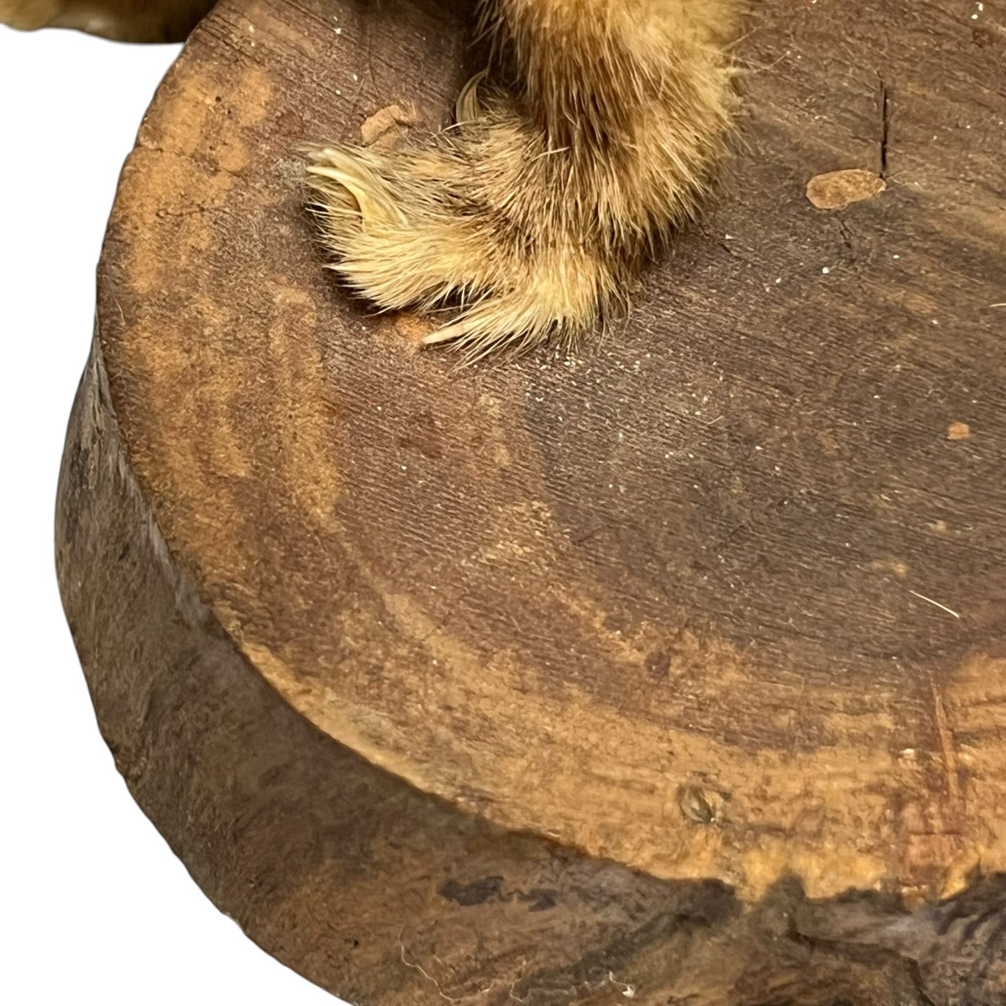 Close up of a taxidermy weasel on a white background