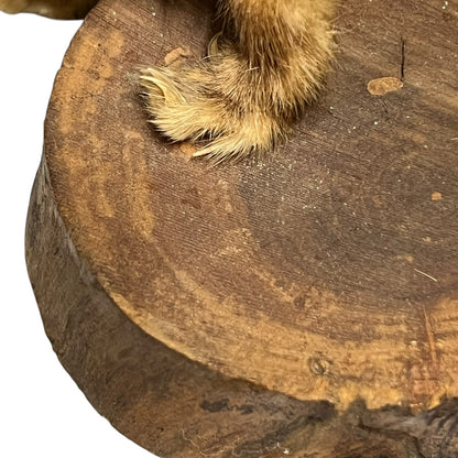 Close up of a taxidermy weasel on a white background