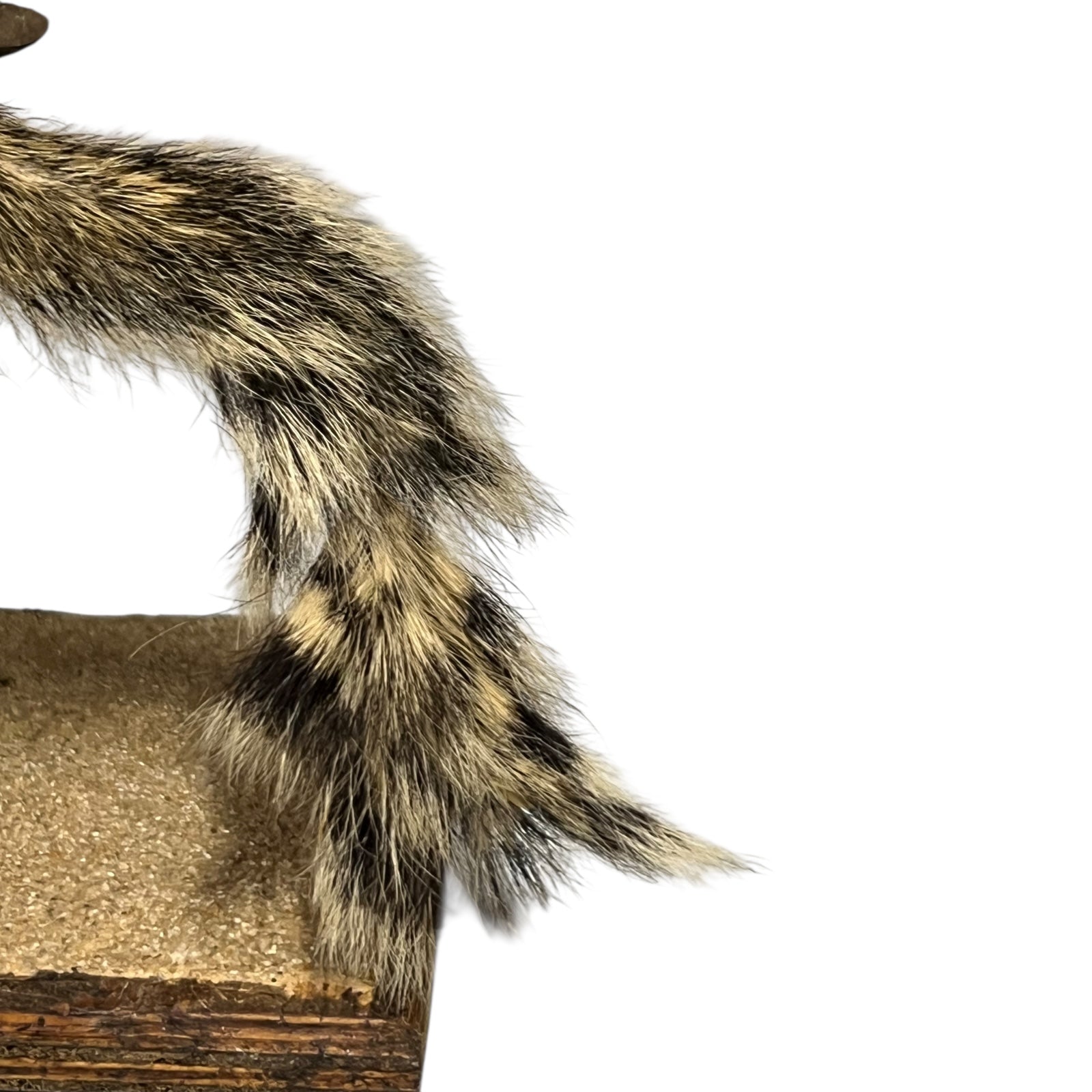 taxidermy chipmunk image of tail