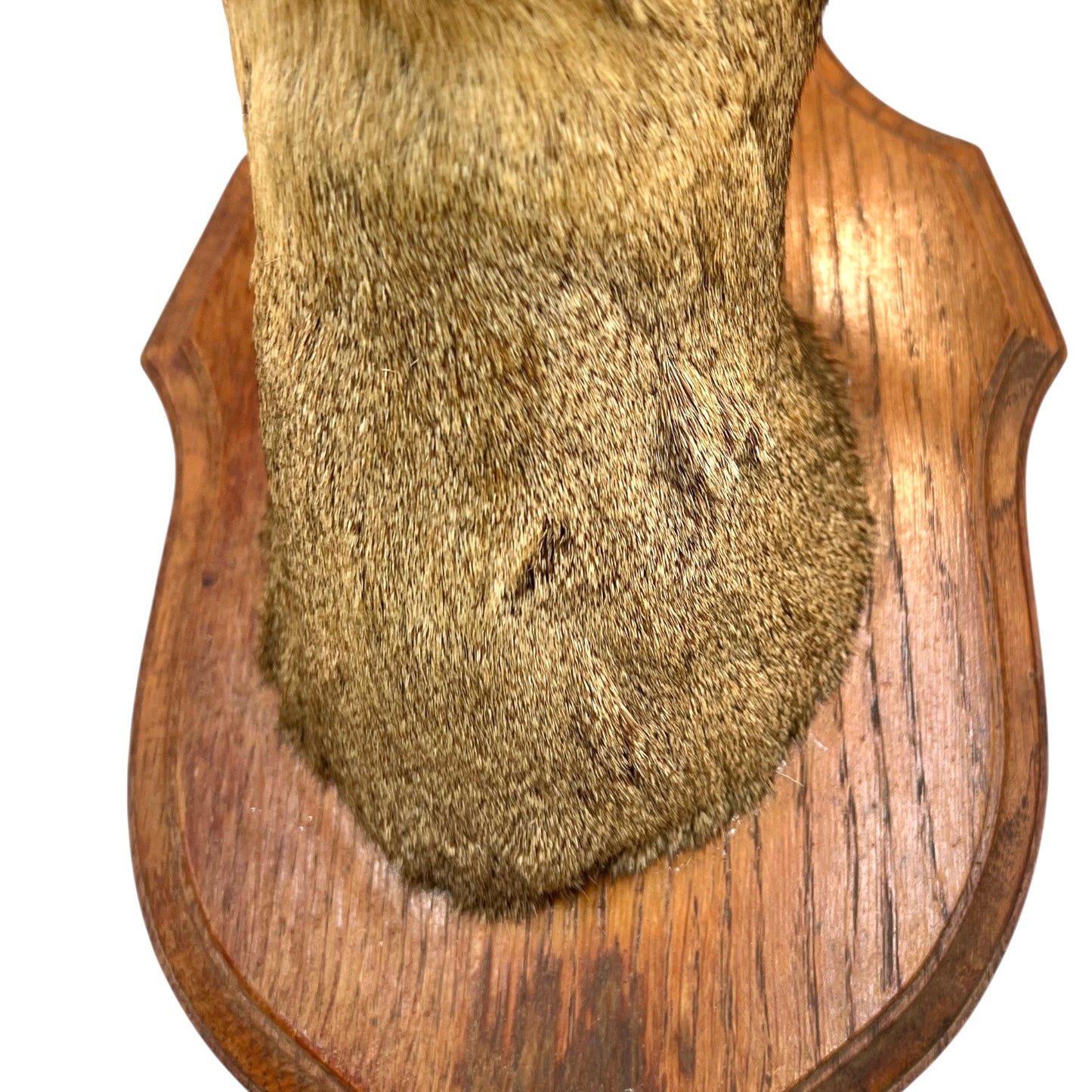 Taxidermy deer head mounted on a wooden plaque