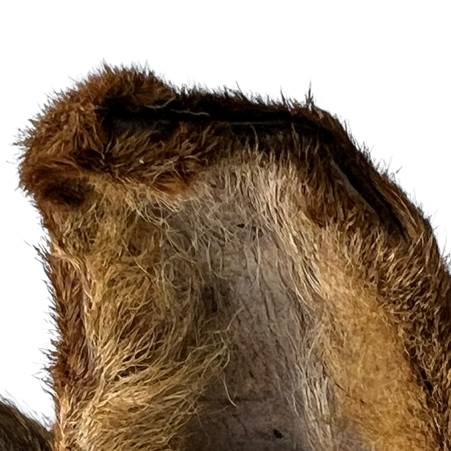 Close-up of a taxidermy deer head on a white background