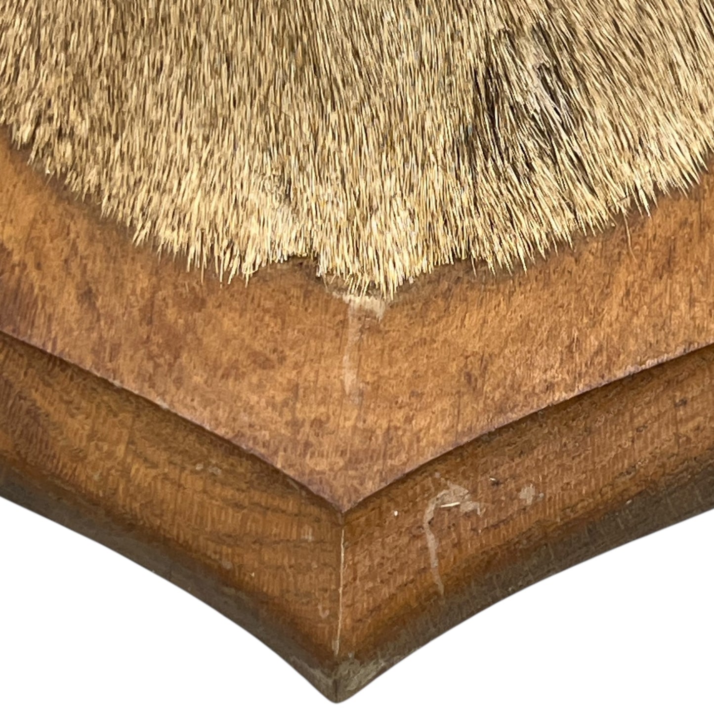 close up of deer head mount