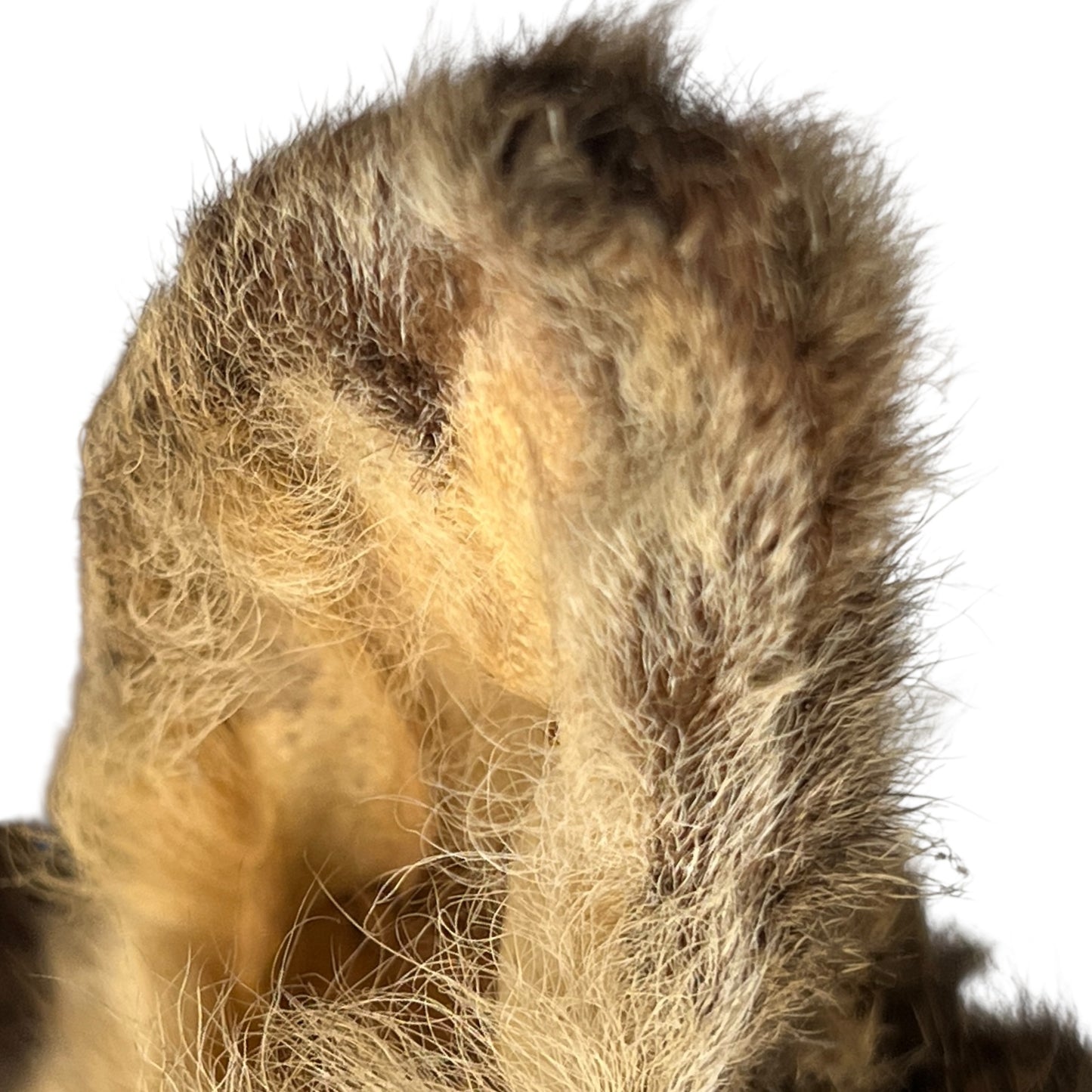 Close-up of a deer ear on a white background
