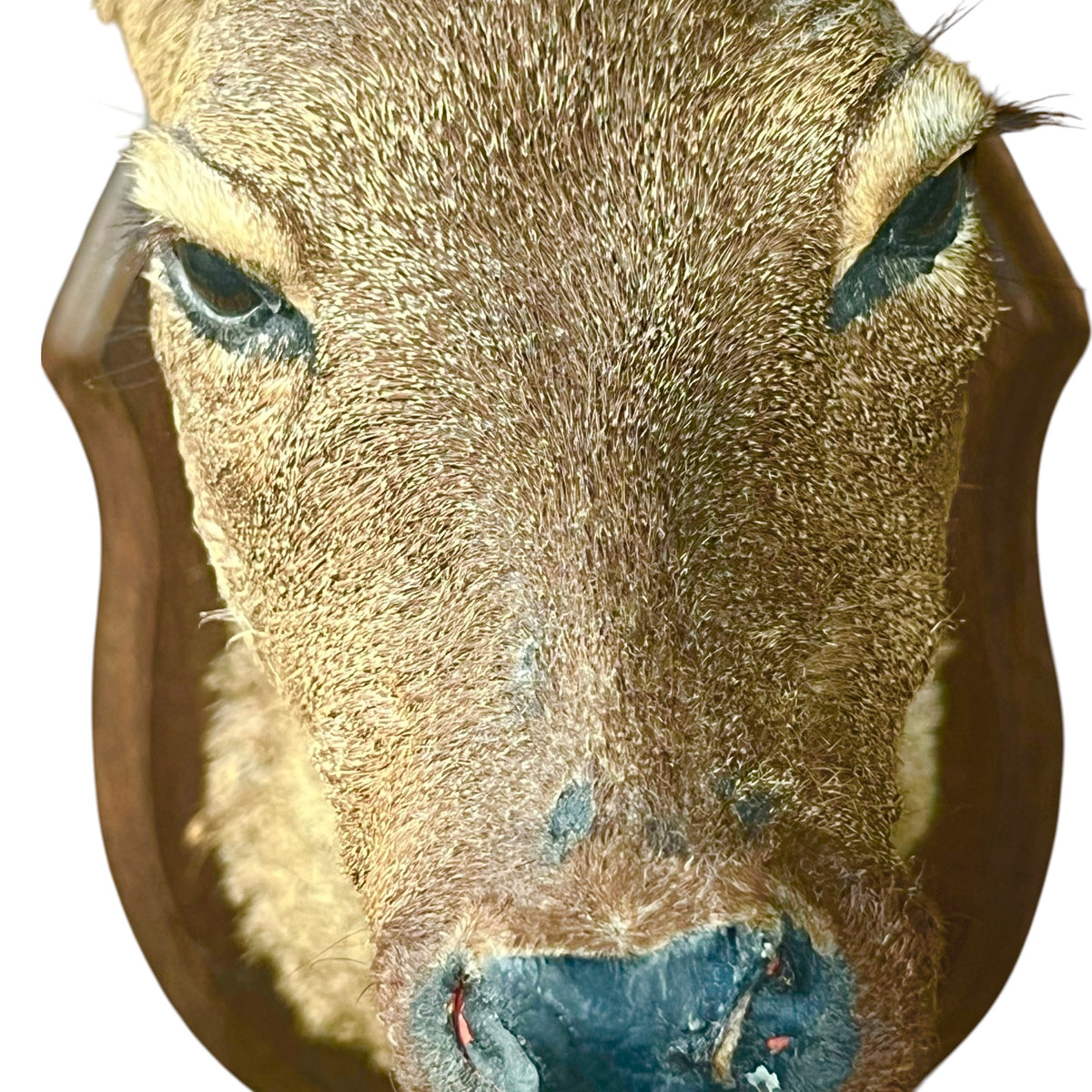 Vintage French Roe Deer Doe Taxidermy Head – Wooden Shield Wall Mount