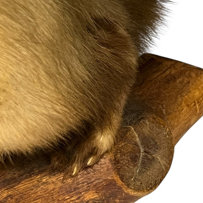 Taxidermy of a Vintage Taxidermy Pine Marten standing on a wooden branch against a white background