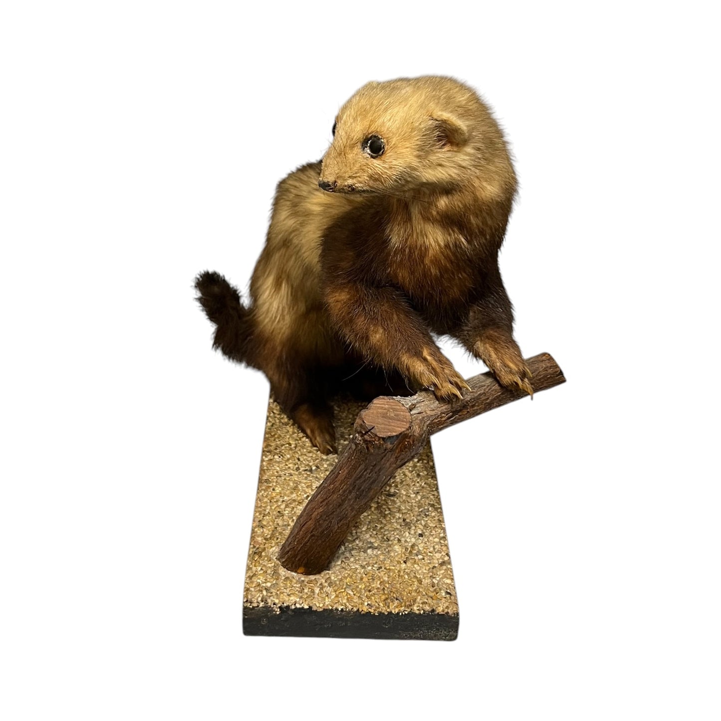 Small French vintage taxidermy stoat or weasel in a half standing position on a wooden gravelled covered mount, brown and beige in colour, ideal for a taxidermy collection, set on a white background