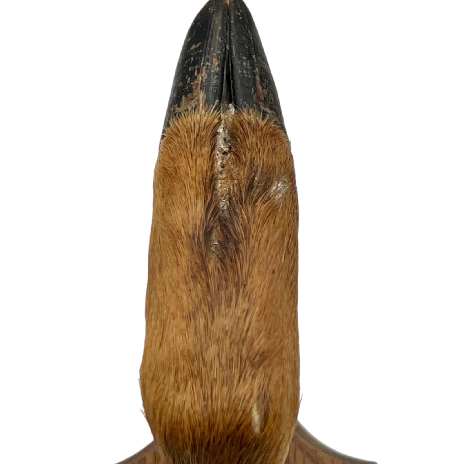 Two wooden wall-mounted deer hooves decorations on a plain wall.