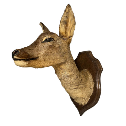 Vintage French Roe Deer Doe Taxidermy Head – Wooden Shield Wall Mount