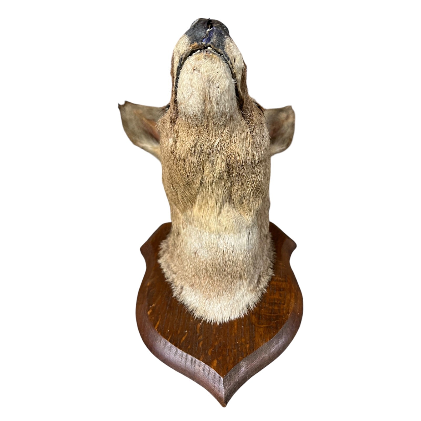 A taxidermy wolf head mount on a carved wooden shield plaque, shown against a plain white background.