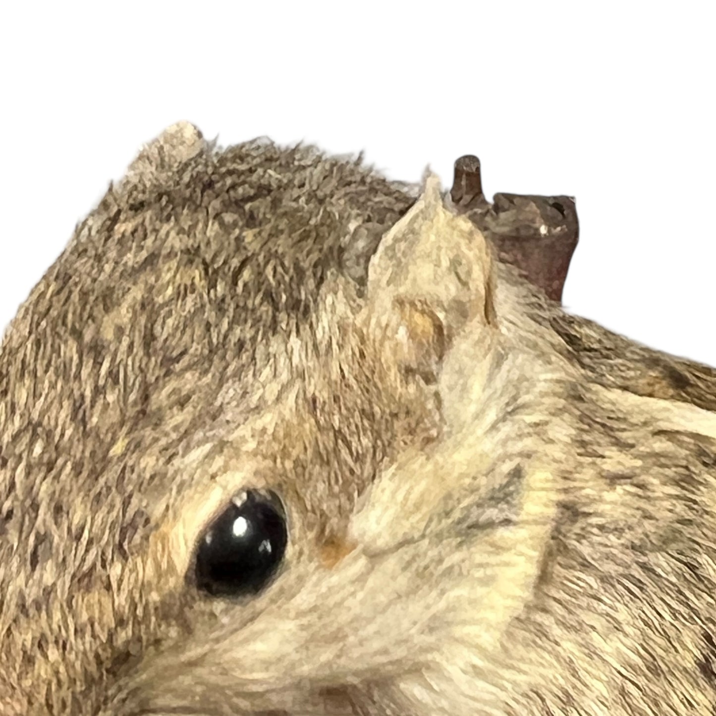 taxidermy chipmunk image of ears