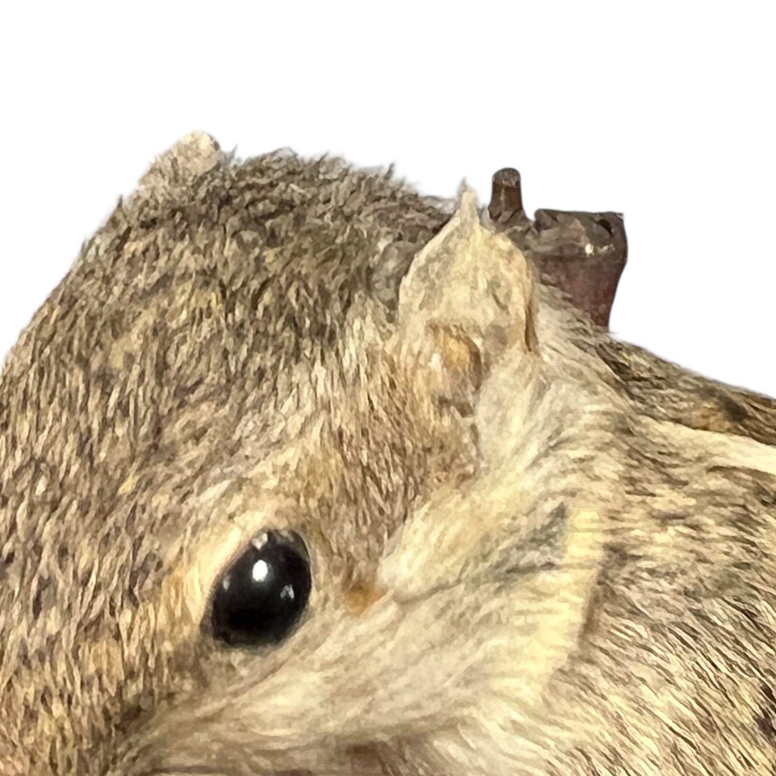 taxidermy chipmunk image of ears