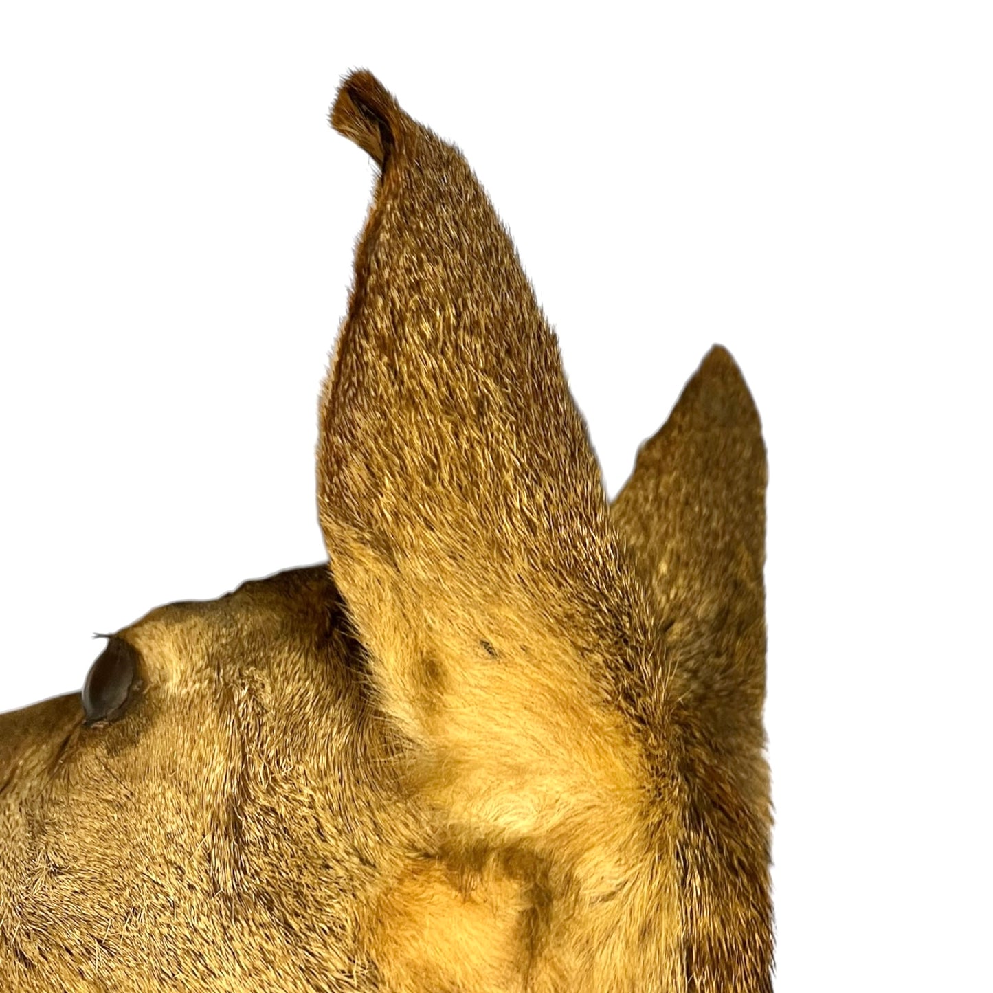 Close-up of a taxidermy deer head on a white background