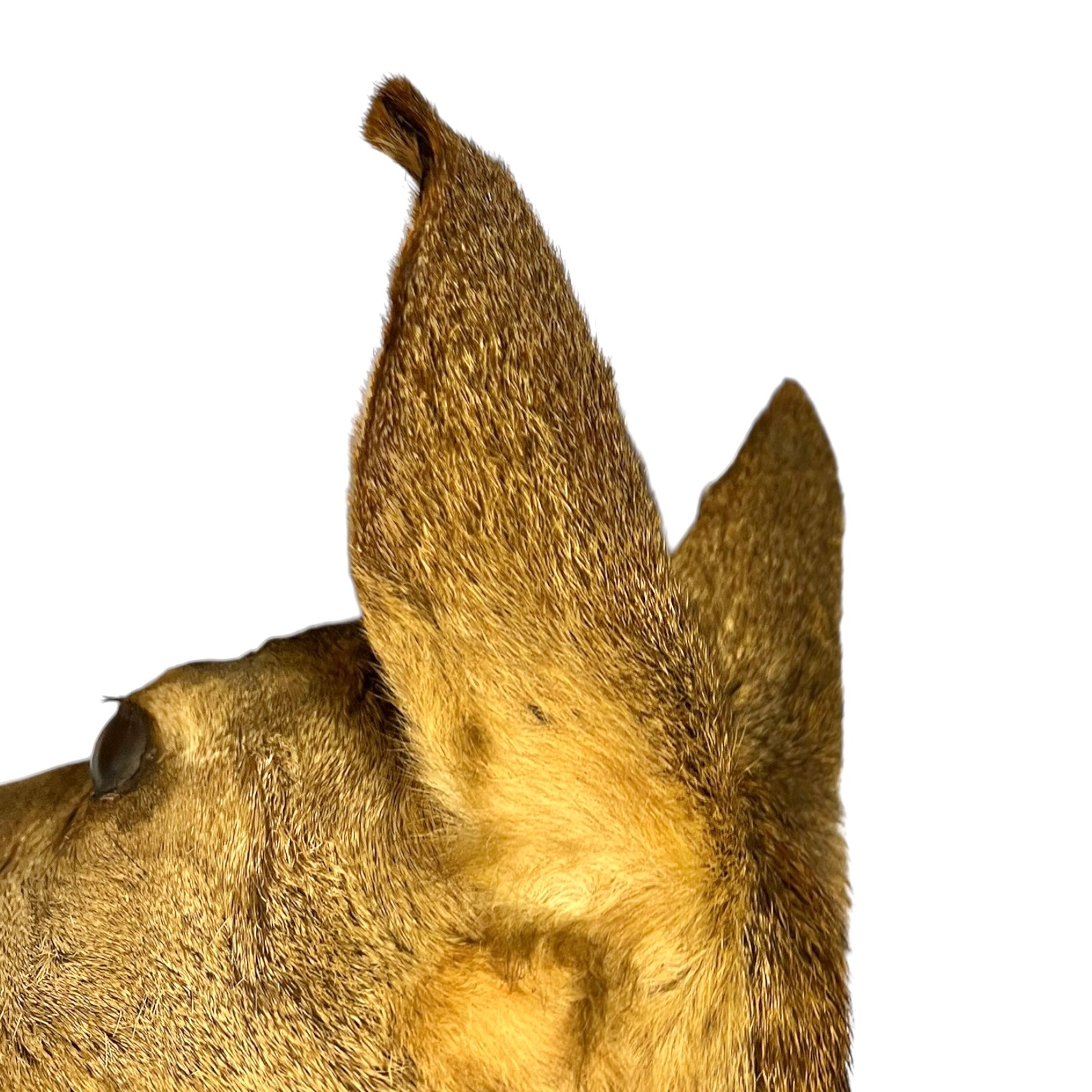 Close-up of a taxidermy deer head on a white background