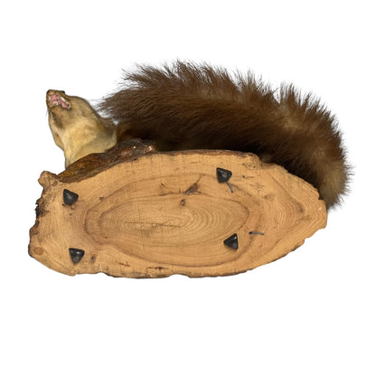 Close-up of a taxidermy small animal on a white background 