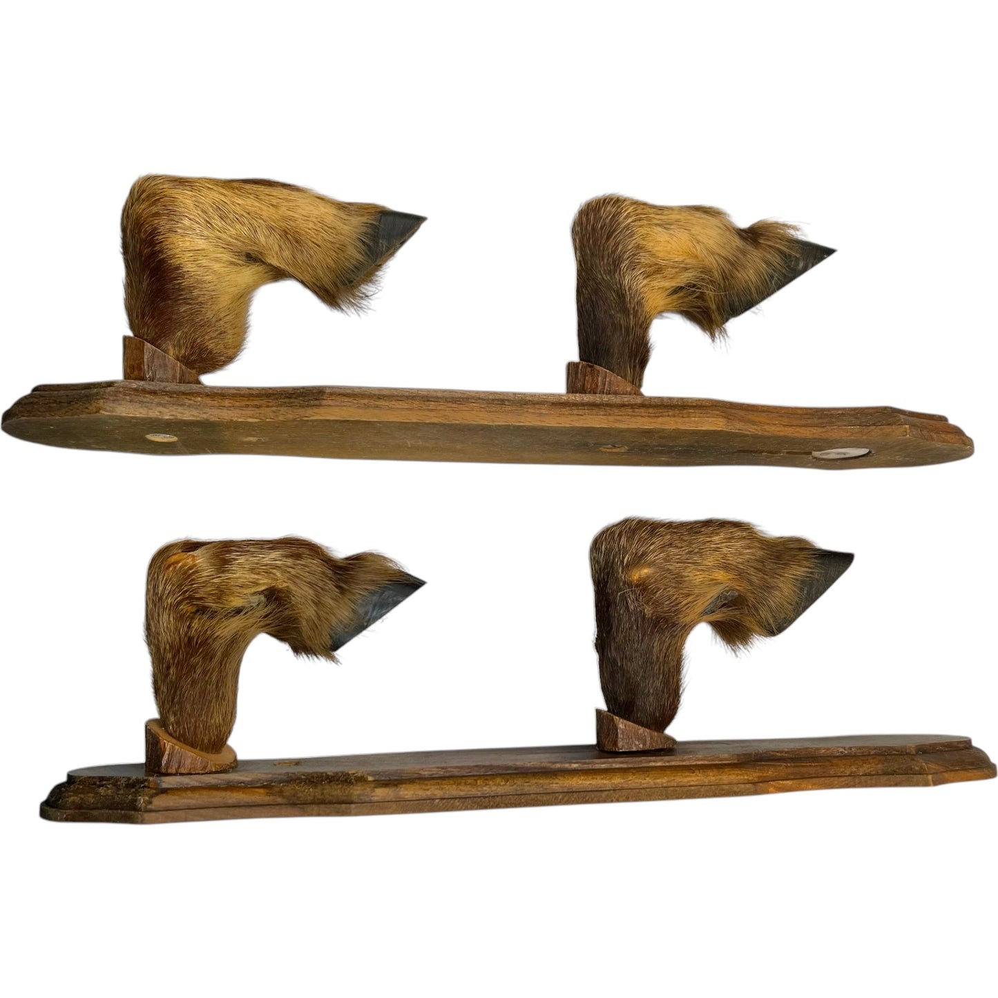 French Taxidermy Boar Hooves Coat Hooks, Hat Rack or Umbrella Holder 