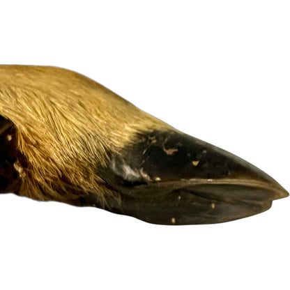 Close up of taxidermy deer hooves 