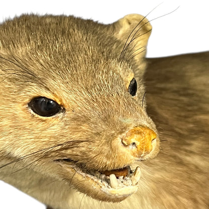 Close-up of a pine marten face on a white background