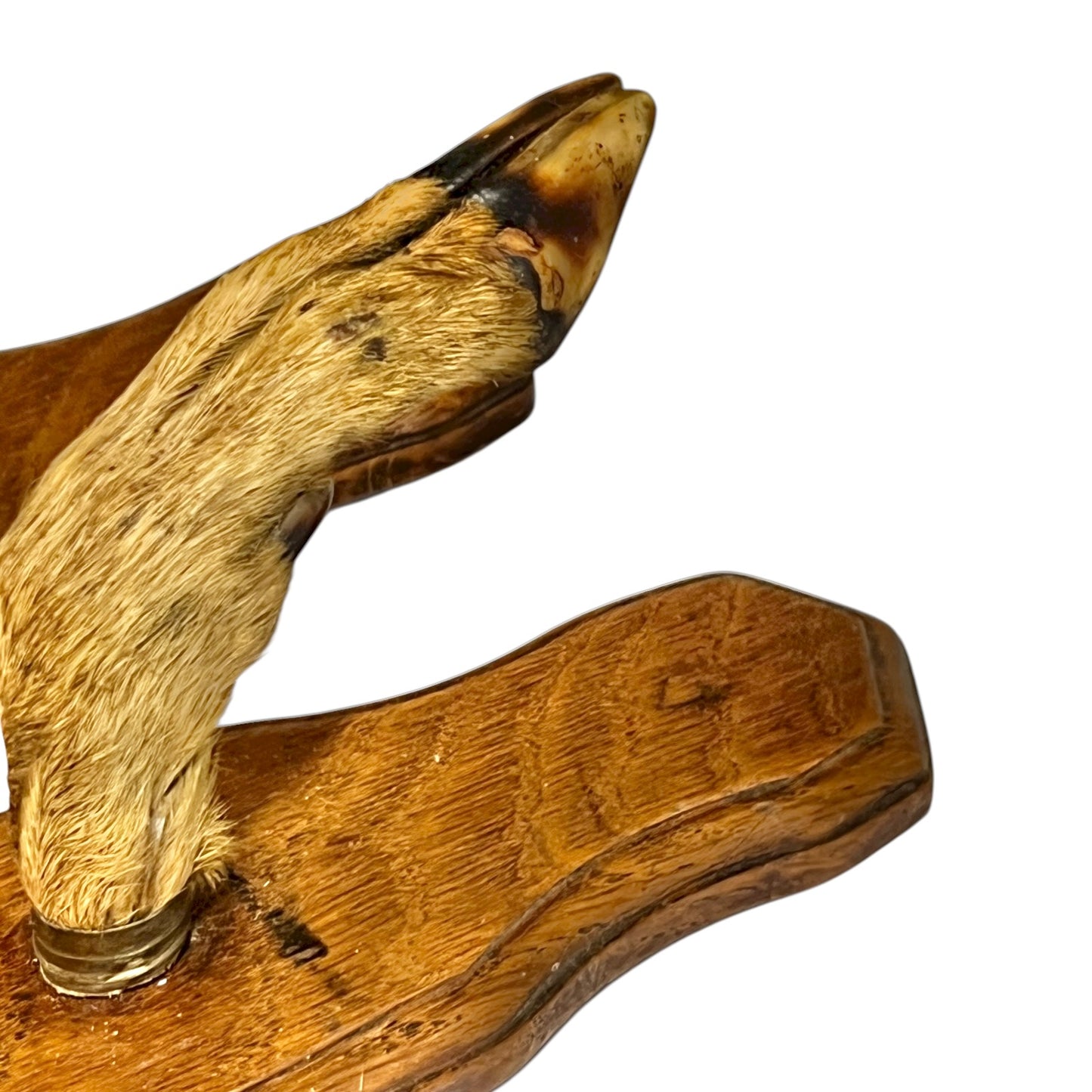 close up of deer hooves on a white background