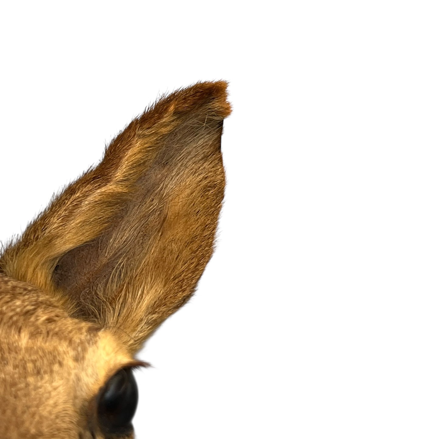 Close-up of a taxidermy deer head on a white background