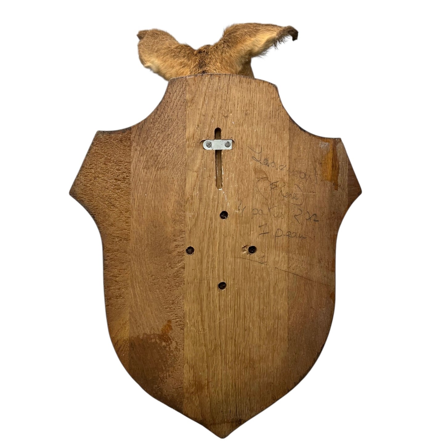 Vintage Taxidermy Roe Deer Head - French Mounted Specimen