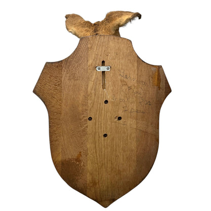 Vintage Taxidermy Roe Deer Head - French Mounted Specimen