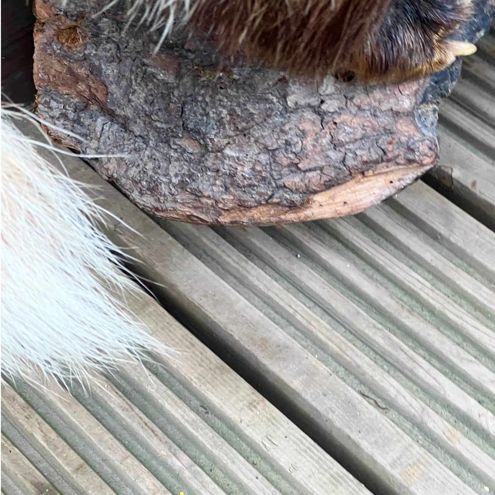 French Taxidermy Badger Adult Mounted on a Log Base in Standing Position