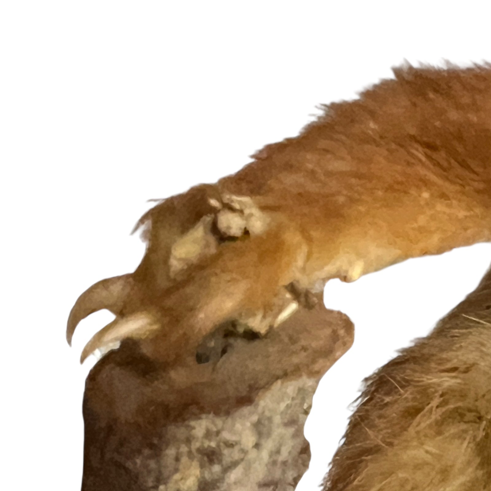Close-up of a red squirrel on a white background