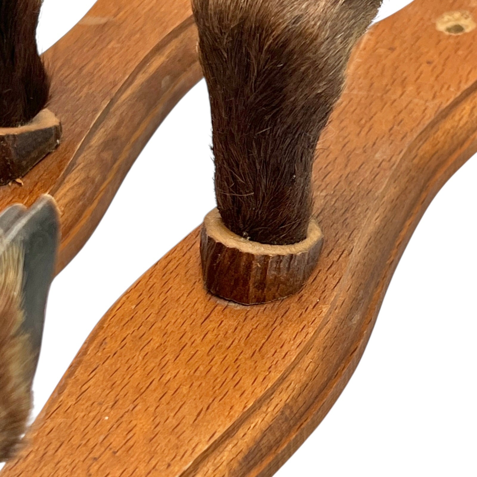 close up of boar hooves on a white background
