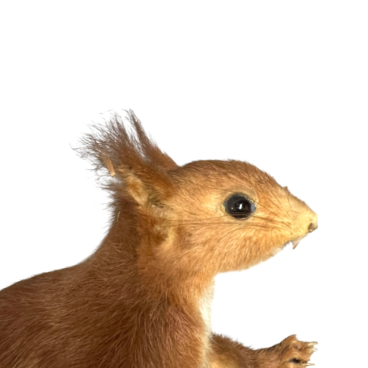 A taxidermy mount of a red squirrel in profile, showcasing detailed brown fur, a dark eye, and a small tuft of darker fur on its ear, set against a solid white background.
