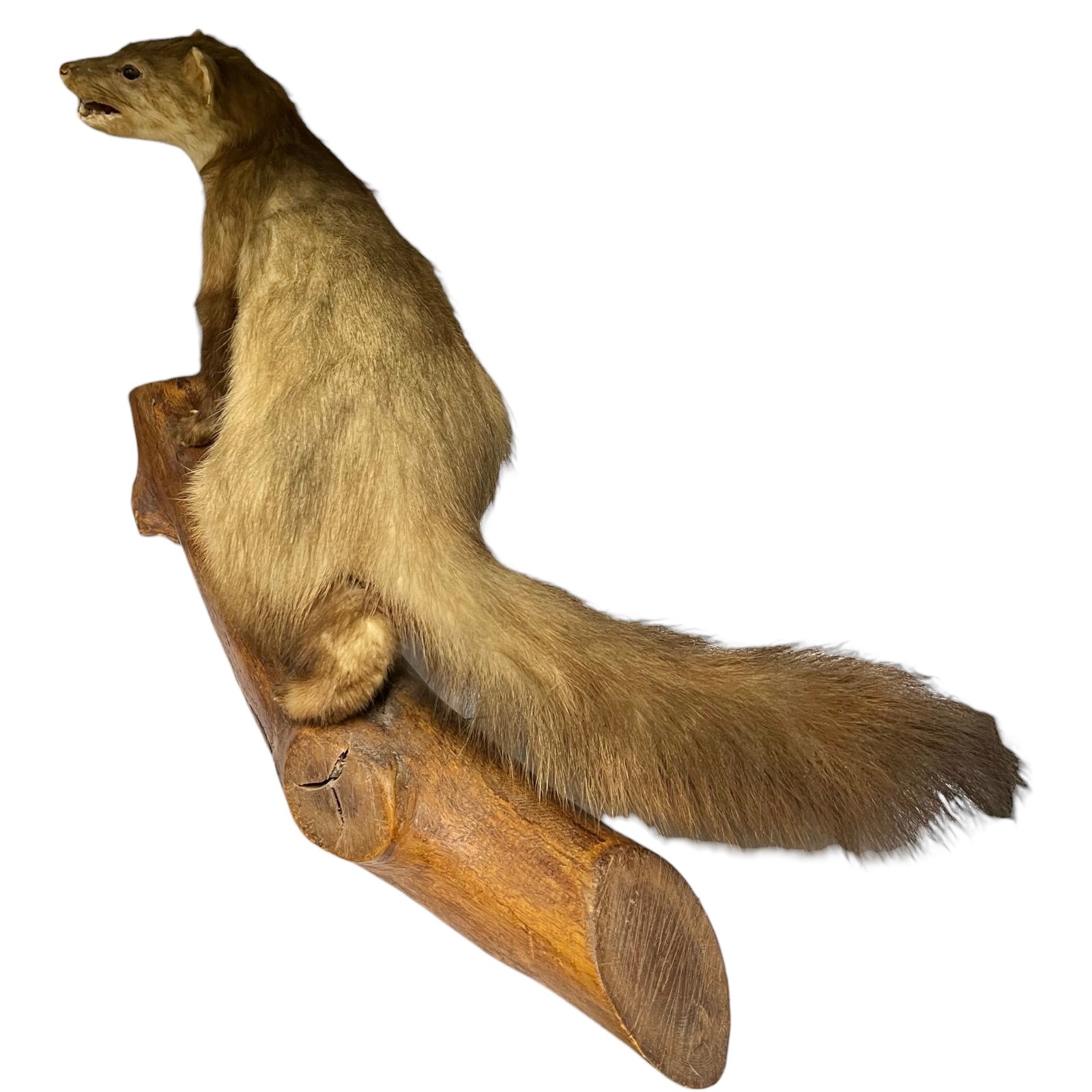 Taxidermy of a Vintage Taxidermy Pine Marten standing on a wooden branch against a white background