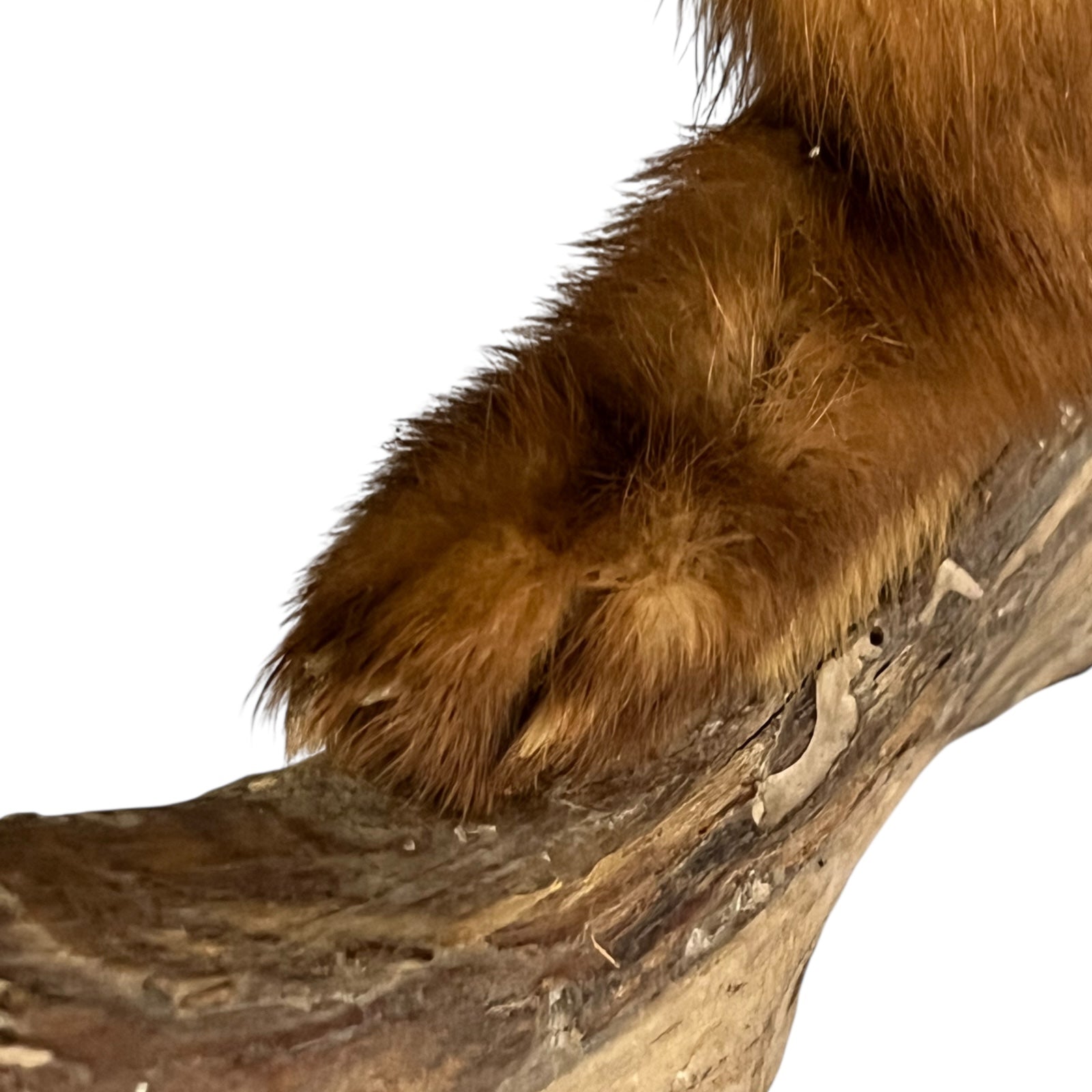 Close-up of a taxidermy small animal with a white background