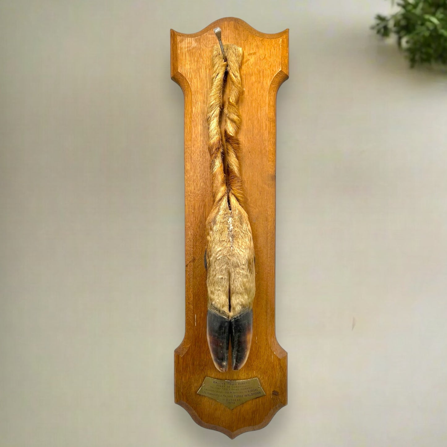 French Vintage Taxidermy Deer Hunting Trophy, Taxidermy Leg Decoration