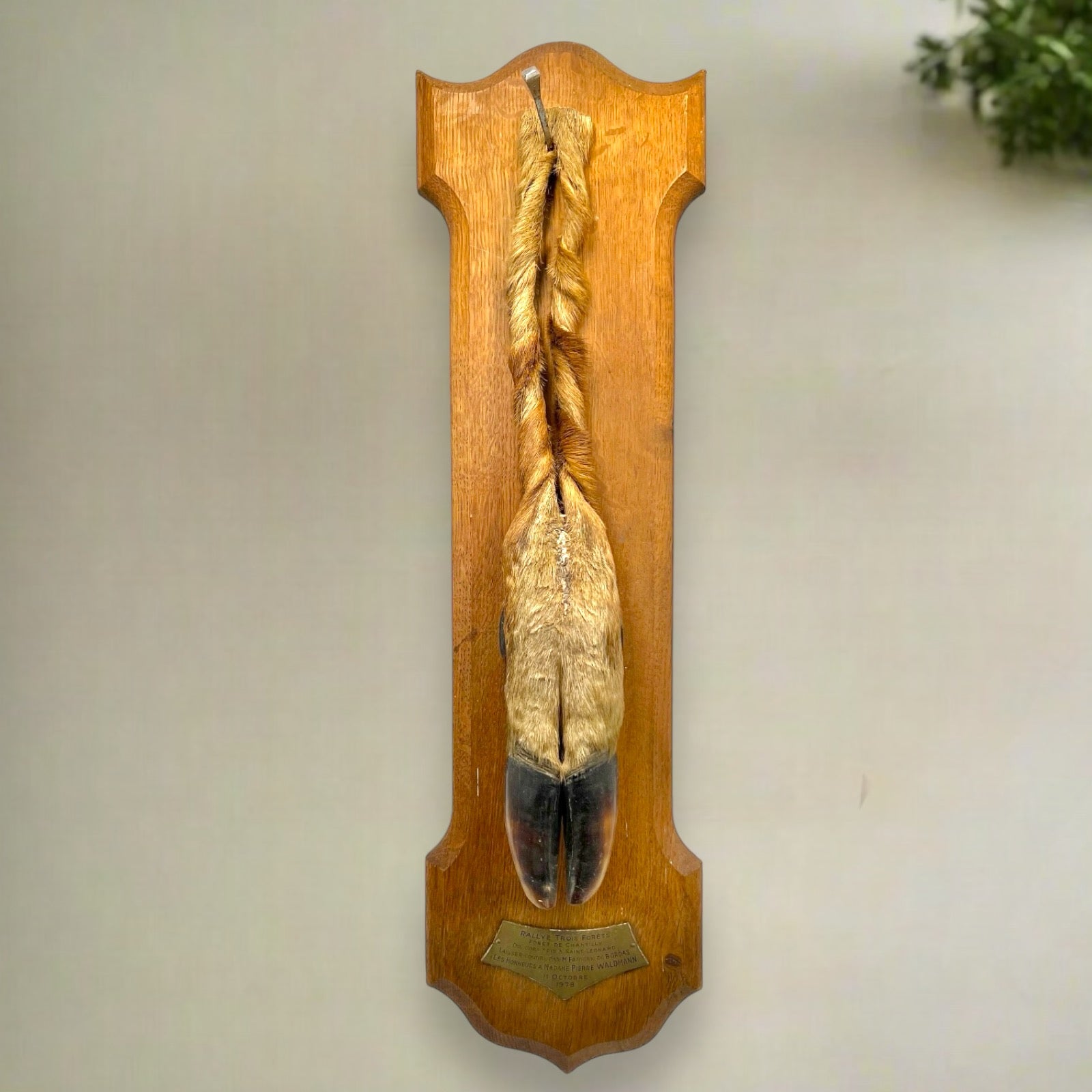 French Vintage Taxidermy Deer Hunting Trophy, Taxidermy Leg Decoration