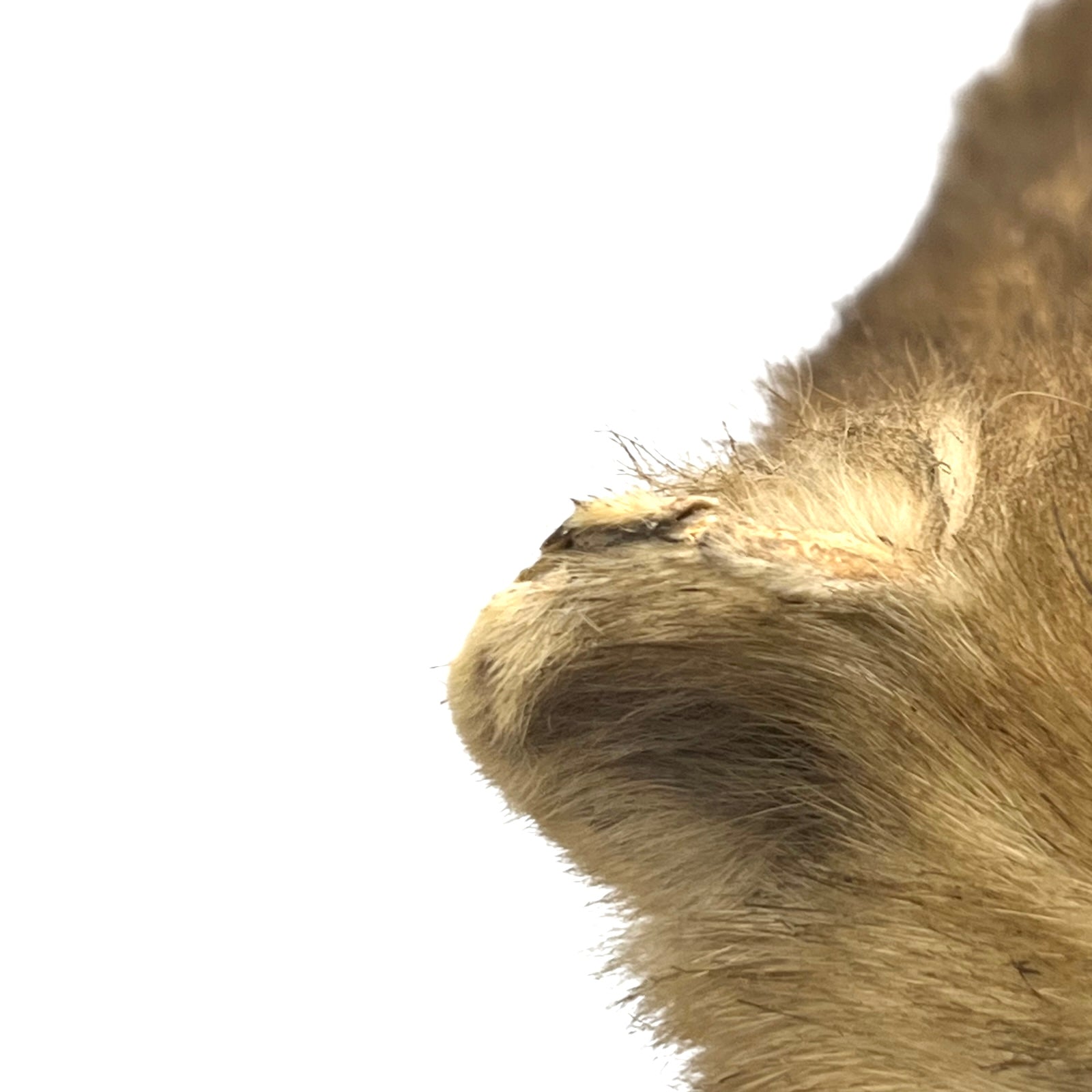 Close up of taxidermy animal on a white background