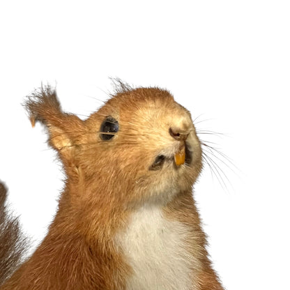 A close-up of a taxidermy red squirrel with reddish-brown fur and a white chest, shown against a plain white background.