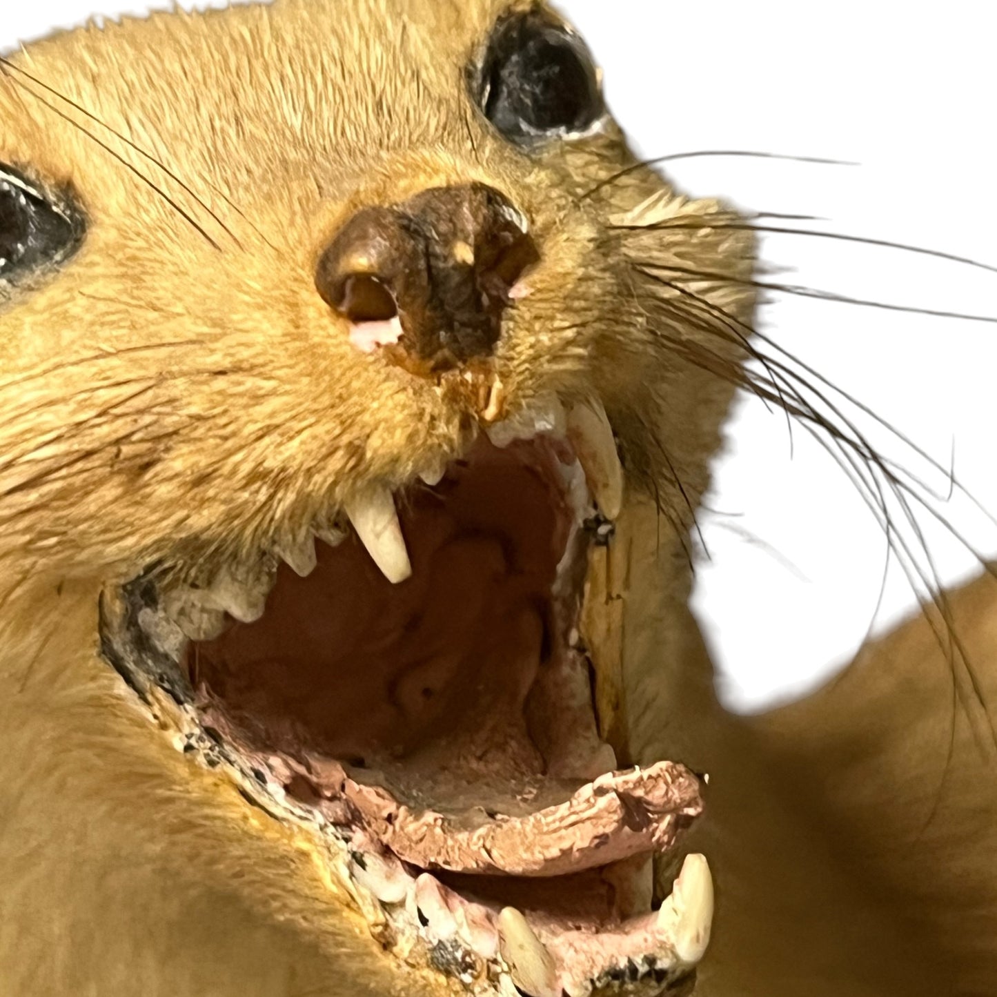 Close-up of a taxidermy small animal with an open mouth on a white background