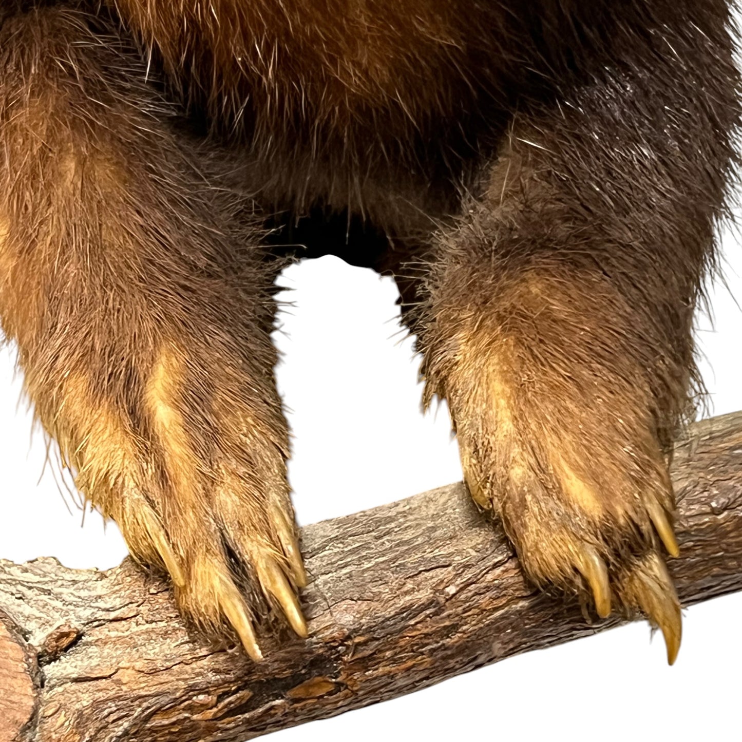 close up of a taxidermy wildlife small animal on a white background