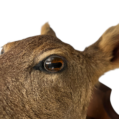 Close-up of a deer's eye on a white background