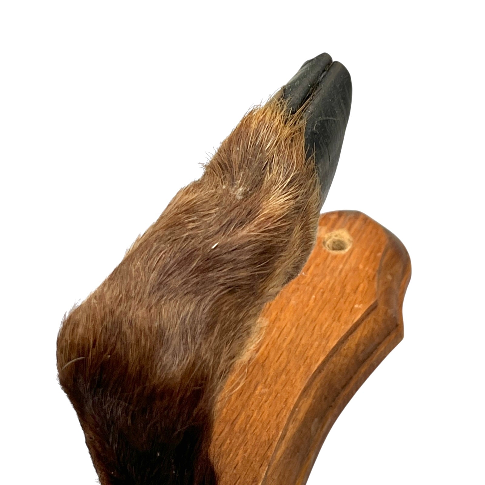 close up of boar hooves on a white background