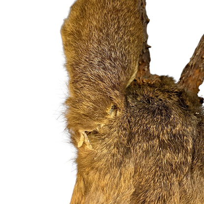 Close-up of a deer head