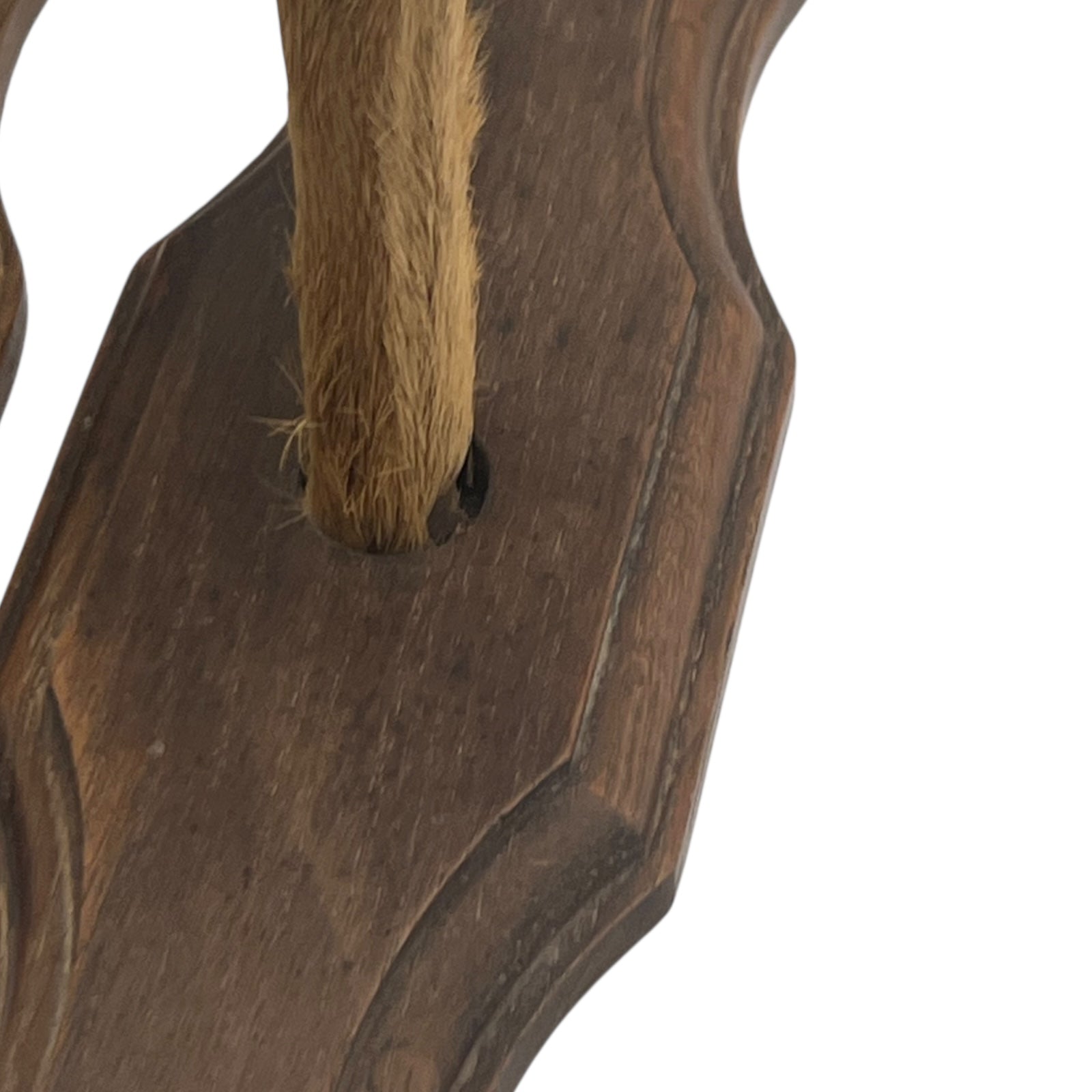 close up of deer hooves on a white background 