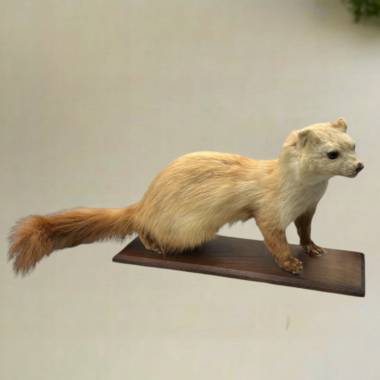 French Vintage Taxidermy Stuffed Animal, Weasel Pole Cat Pine Marten, Stoat 