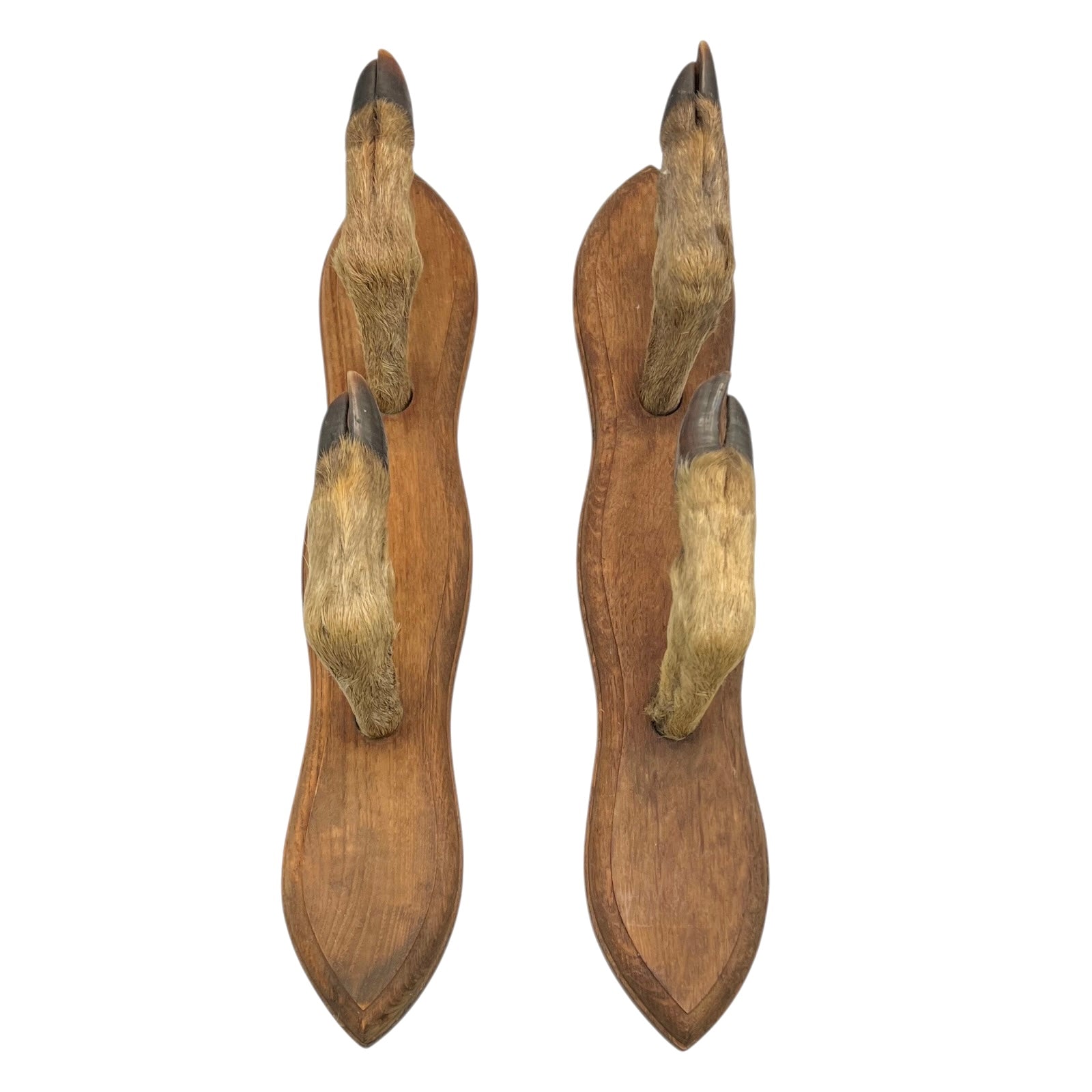 Wall hooks on a wooden mount made from 4 taxidermy deer hooves on a white background