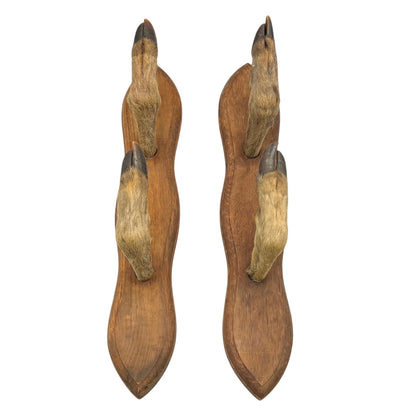 Wall hooks on a wooden mount made from 4 taxidermy deer hooves on a white background