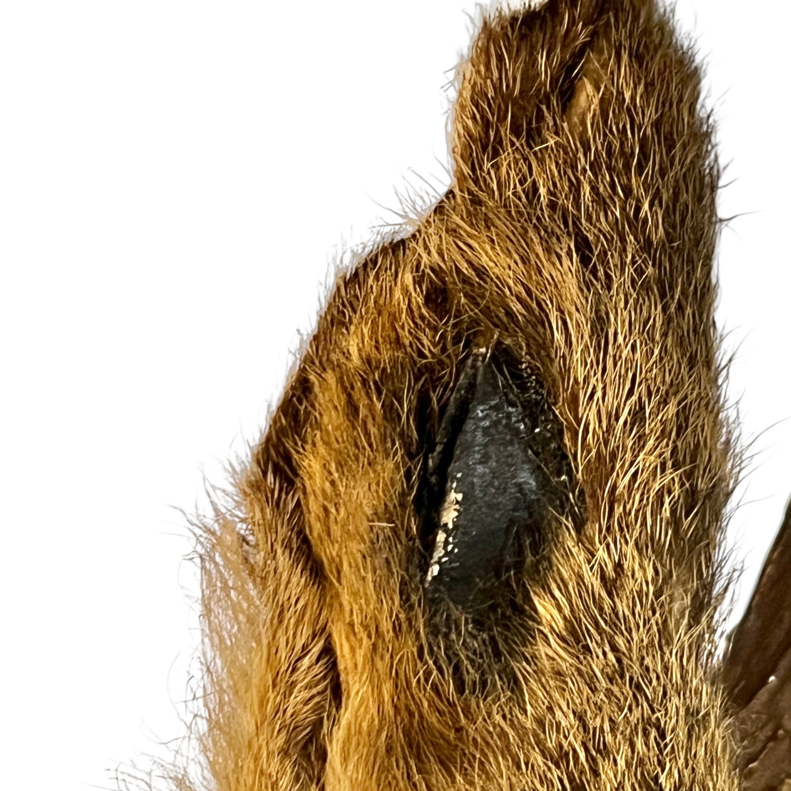 Close-up of deer mount against a wooden surface