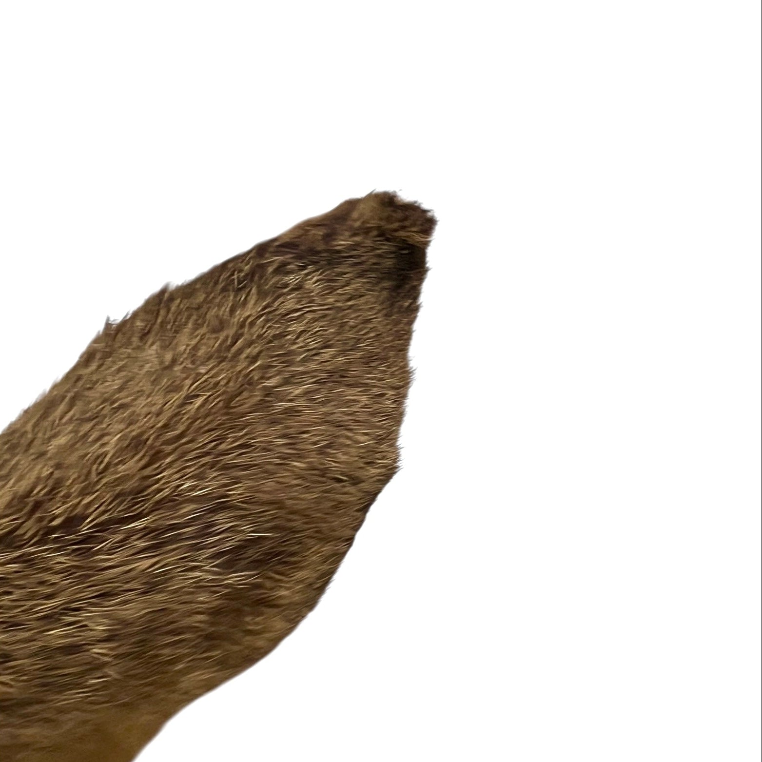 Close up of deer head ear on a white background