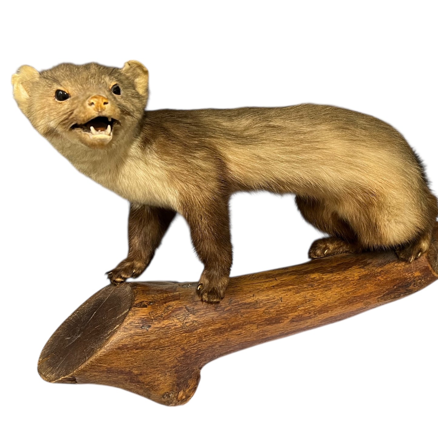 Taxidermy of a Vintage Taxidermy Pine Marten standing on a wooden branch against a white background