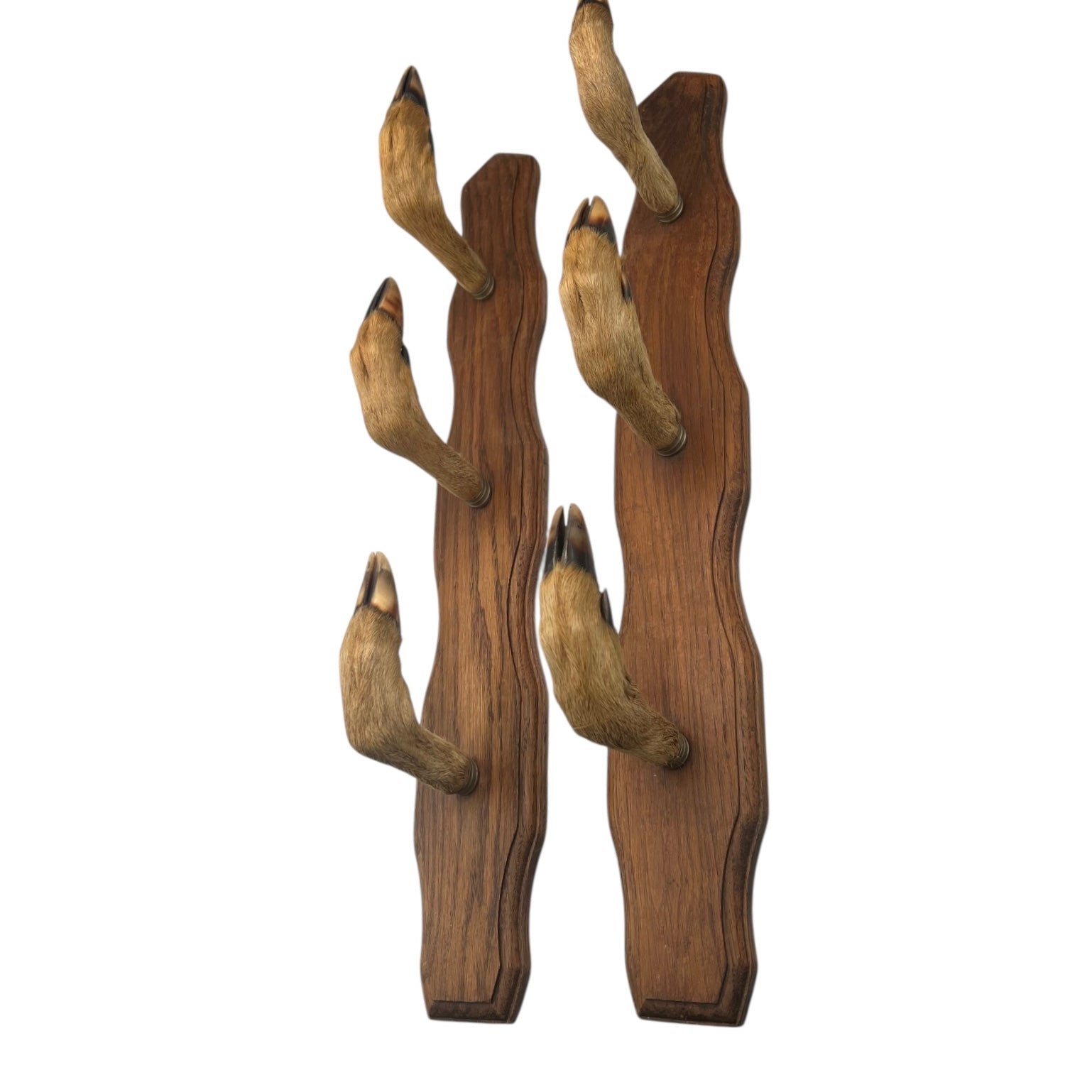 Set of 6 French vintage deer hooves on a 2 wooden mounts, ideal for coat hooks - on a white background